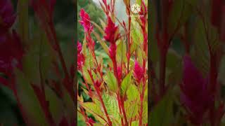 Celosia को बोट भरी फूल फुलाउने Tricks [upl. by Anneliese]