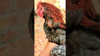 Waoo Beautiful rooster 🐔birds hensong cutepet cute hen animal pets cuteanimal bass remix [upl. by Daffodil469]