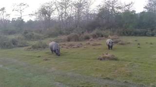 Chital lodge chitwan meghauli rhino at jungle [upl. by Ethelyn555]