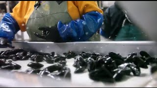 PEI Mussels A Sustainable Story  Preparing for Market [upl. by Oni]