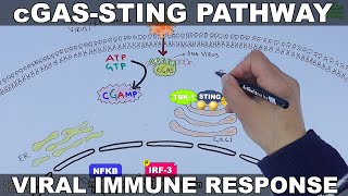 cGAS STING Signalling Pathway [upl. by Kunkle797]