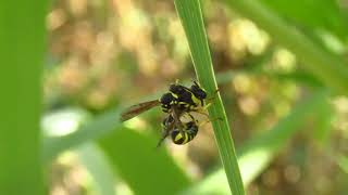 Eumenes sp wasp mating [upl. by Adnik]