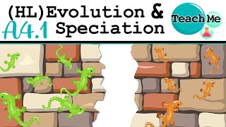 A41  Evolution amp Speciation  IB Biology HL [upl. by Ekud]