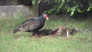 Turkey Buzzard Breakfast All You Can Eat Vulture [upl. by Gilroy379]