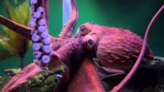 Giant Pacific Octopuses are Extreme [upl. by Purcell]