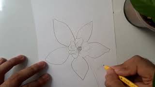 How to draw the Blue Aquilegia flower Aquilegia [upl. by Schnorr482]