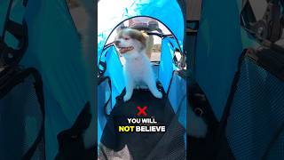 Protect your dogs from UV rays mosquitos and cataract 😎 dogs petstroller pomeranian doglover [upl. by Farah]