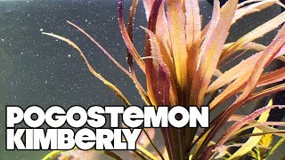 Pogostemon Kimberly  Planted Tank [upl. by Kapeed]