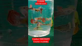 GUPPY AVILABLE🔥 betta farm betta Guppy sale lbbettas fish farmshorts [upl. by Derfnam]