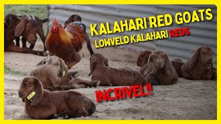 ☑️ Cabritos Kalahari reds  Lowveld kalahari Reds [upl. by Haidej]