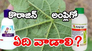 Coragin Ampligo Insectiside  Different Between Coragin And Ampligo  కోరాజిన్ అంప్లిగో [upl. by Eenafit687]