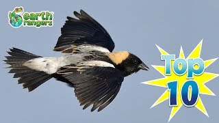 Top 10 Things You Didnt Know About Bobolinks [upl. by Nnylkcaj310]