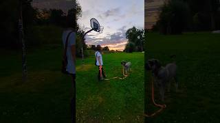 Training im Sonnenaufgang hundetraining schnauzer [upl. by Camarata]