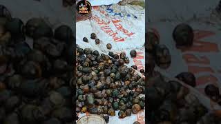 🐠🐌livefish snail snails fishmarket fish lakefish lakefishing retteri tilapia மீன் [upl. by Yeldua]