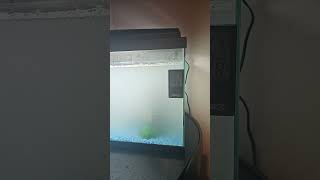 Just finished setting up my new Ciano Aqua 80 LED aquarium Tank Now to wait for the water to settle [upl. by Sami]