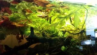 Trigonostigma somphongsi spawning [upl. by Fari]