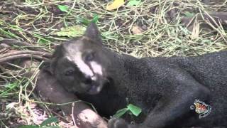 The JaguarundiA Latin American Wild Cat [upl. by Berlinda]