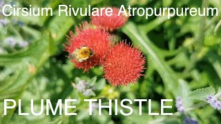 Circium Rivularae Altropupurium Plume Thistle [upl. by Enalda]