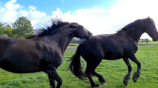 The foals are weaned Eefje is back Not all horses are at home Friesian Horses [upl. by End]