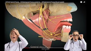 Infratemporal fossa  Infratemporal fossa anatomy  Infratemporal fossa blood supply [upl. by Elimay]