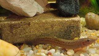 I recruit 2 Loach species to eradicate snail infestation UNBELIEVABLE RESULTS NOT CLICKBAIT [upl. by Nodyarb]