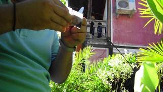 Pollination Asimina Triloba  Pawpaws [upl. by Simons115]