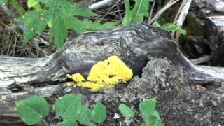 Yellow Plasmodium Slime Mold Fuligo septica on Log [upl. by Debby]