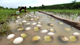 Amazing  Pick a lot of shells and duck eggs in the grass [upl. by Nerag115]