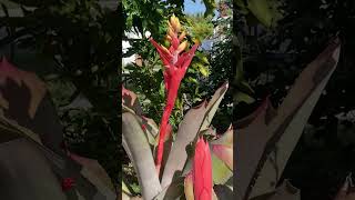 Beautiful Bromeliad Bloom [upl. by Rianon]