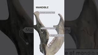 Mandible Bone DrUmeAiman anatomyphysiology anatomy [upl. by Eiryk]