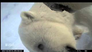 Polar Bear Wearing POV Cam Eats Seal Gets Frisky  Video [upl. by Affra]