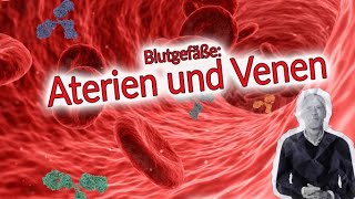 Blutgefäße und ihre Aufgaben  Arterien und Venengesundheit [upl. by Steady]