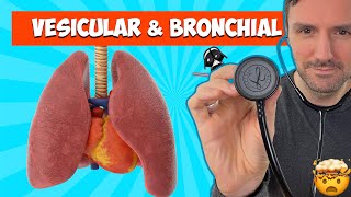 Lung sounds for beginners Vesicular and Bronchial breath sounds lungsounds [upl. by Aipotu]