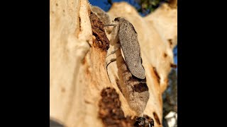 A witchetty grub emerges as a moth long version [upl. by Happ]