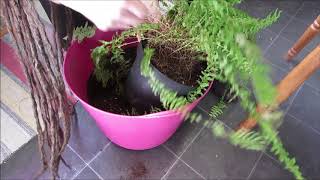 Removing dead leaves and repotting quotBoston FernsquotNephrolepis [upl. by Pettifer466]