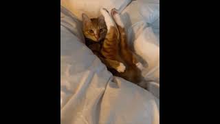 You Wont Believe What This Cat Did Next  The Most Hilarious Reactions Ever KitCat FunnyCats Cats [upl. by Aibat]