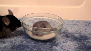 Baby Chinchillas First Bath [upl. by Thenna]