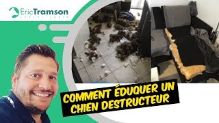 Comment éduquer un chien destructeur [upl. by Ekal]