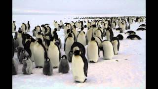 Emperor Penguin Timelapse [upl. by Pacifica896]