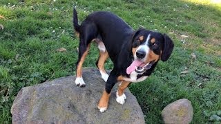 Alfie the Entlebucher Mountain Dog Training Rear End Awareness [upl. by Clem78]