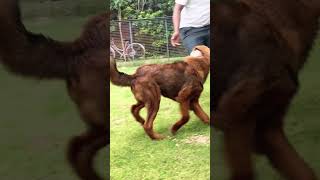 Gaddi dog 6 months UnleashD [upl. by Ybsorc]