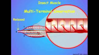 Invertebrate Muscle Innervation [upl. by Baxy450]