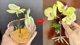 Know this secret You can propagate thousands of orchids at will [upl. by Dekeles671]