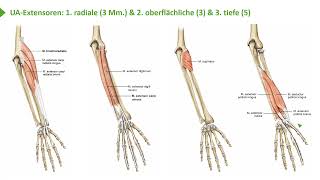 Bewegungssystem I Übersicht oberflächliche amp tiefe Unterarmmuskulatur Strecker I ProfDrmed Wirth [upl. by Lj]