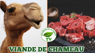 VIANDE DE CHAMEAU QUELS EFFETS SUR LA SANTÉ [upl. by Assena940]