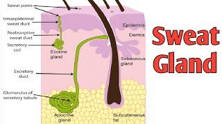 Sweat gland part4 [upl. by Bihas]