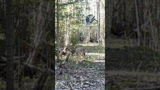 Just passing through in Killarney Ontario killarneyontario naturevideos naturelovers [upl. by Boniface]