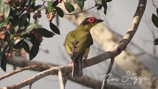 Australasian Figbird  Sphecotheres vieilloti HD Video Clip 1 1 [upl. by Ikcin]