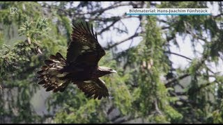 Steinadler in Bayern  BR24 [upl. by Natam]