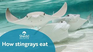 How Stingrays Eat [upl. by Jaenicke]